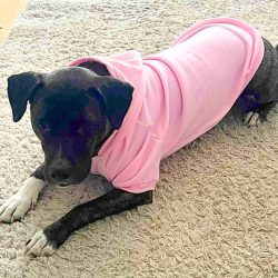 Dog Hoody Pink Small and Big Dogs ( XS- 4XL, 30-75 cm)