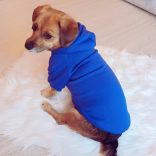 Királykék kutya pulóver kapucnival ( XS- 4XL, 30-75 cm)