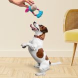 Plüss boci kutyajáték