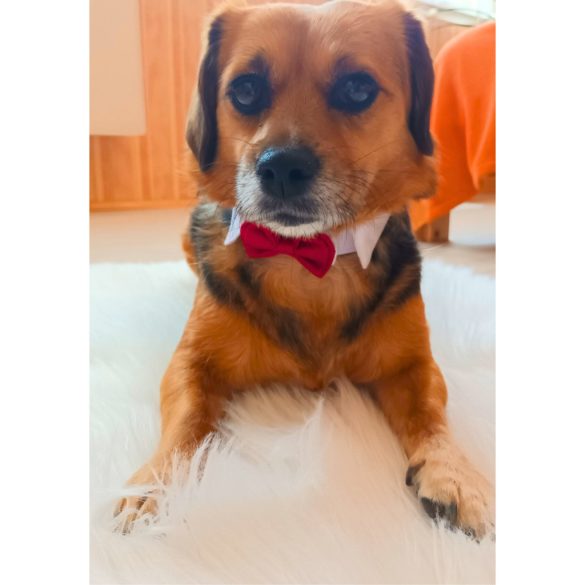 Borvörös kutya csokornyakkendő esküvőre, ünnepekre (S-L, 28-40 cm)