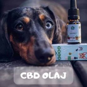 CDB Oil for Pets