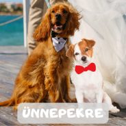 Birthdays  & Weddings